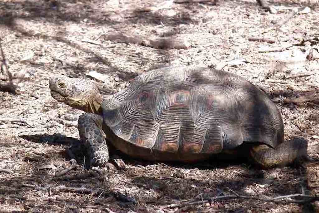 First Sonoran desert tortoise sighting on our land copy – RALPH WALDT