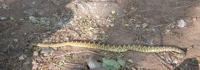 Black-tailed Rattlesnake Crawling – RALPH WALDT
